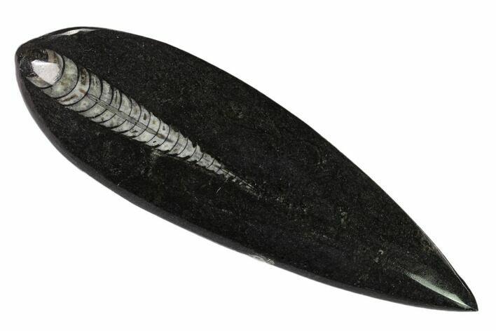 Polished Fossil Orthoceras (Cephalopod) - Morocco #138294